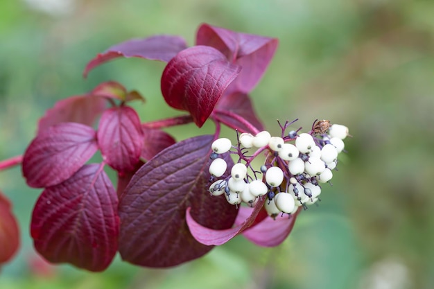 Dekorative Cornus-Büsche im Garten. Landschaftsdesign.