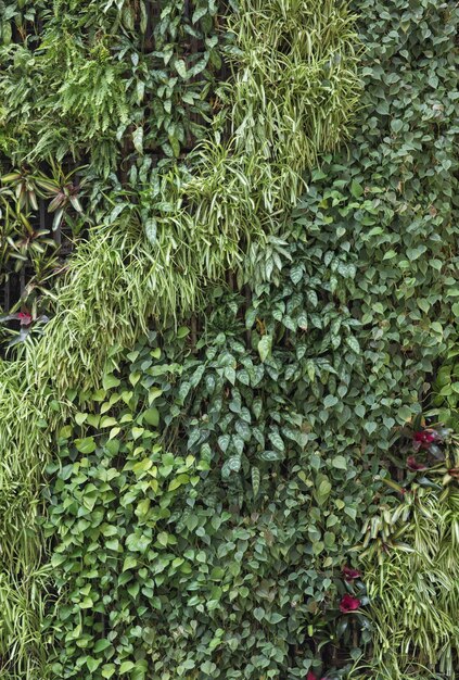 dekorative Grünfläche von Pflanzen Frühling tropischer natürlicher lebender Hintergrund von Blättern