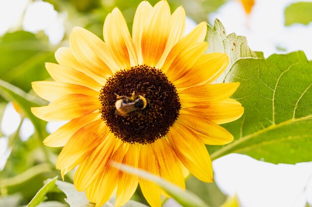 Dekorative helle Sonnenblume im Garten gegen den blauen Himmel Verschwommener Wissenshintergrund Schöne Blume im Garten