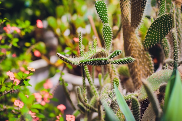 Dekorative Kaktuspflanzen