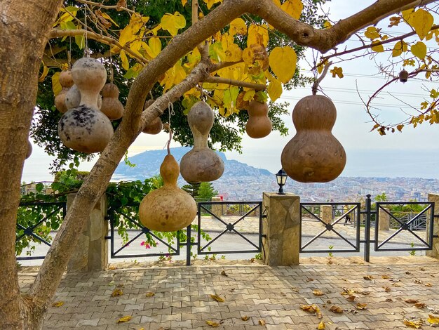 Dekorative Lampen aus trockenem leeren Kürbis, Alanya, Türkei.