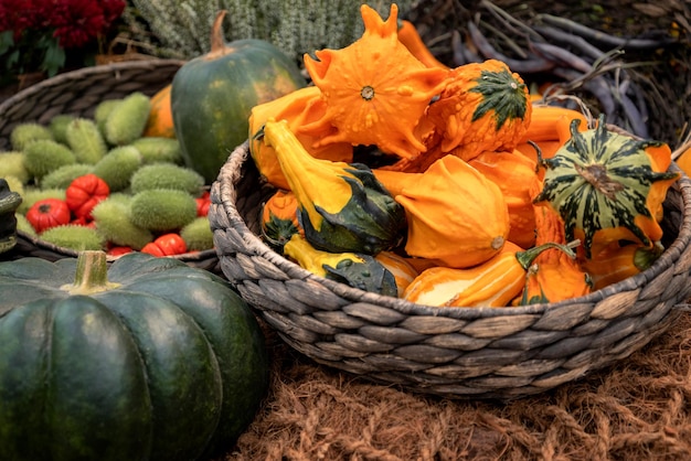 Dekorative Mini-Kürbisse im Weidenkorb auf der herbstlichen Bauernmesse