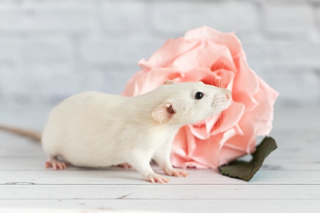 Dekorative niedliche weiße ratte sitzt neben einer rosenblume.