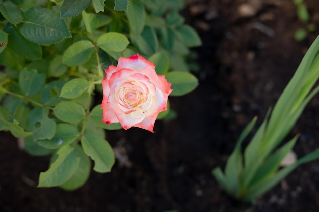 Dekorative Rose in der Draufsicht der Gartennahaufnahme