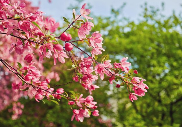 Dekorative rote Apfelbaumblumen, die zur Frühlingszeit blühen