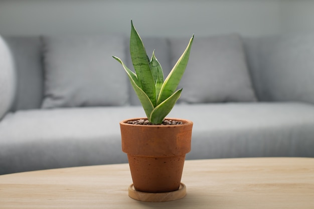 Dekorative Sansevieria-Pflanze auf Holztisch im Wohnzimmer. Sansevieria trifasciata Prain im grauen Keramiktopf.