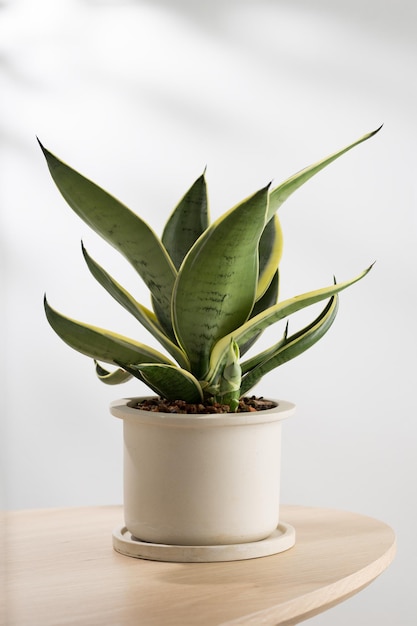 Dekorative Sansevieria-Pflanze auf Holztisch im Wohnzimmer Sansevieria trifasciata Prain in grauem Keramiktopf