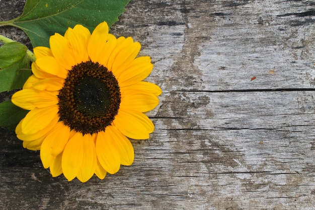 Dekorative Sonnenblume auf dem Holzhintergrund