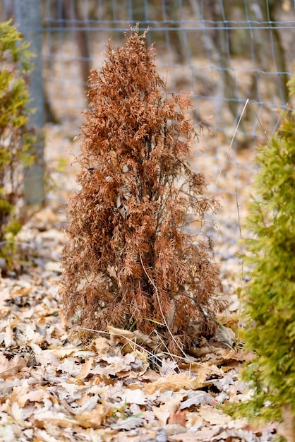 Dekorative Thuja sind vertrocknet