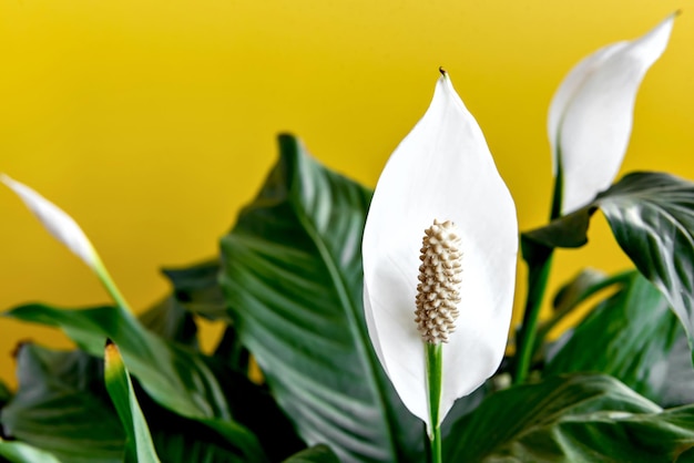 Dekorative Zimmerpflanze Spathiphyllum wallisii. Allgemein bekannt als Friedenslilie, gelber Hintergrund