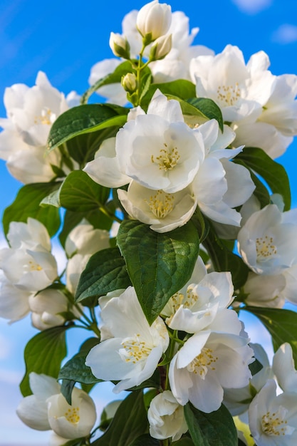 Dekorativer Buschjasmin blüht auf einem Hintergrund des festlichen mit Blumenhintergrundes der Nahaufnahme des blauen Himmels