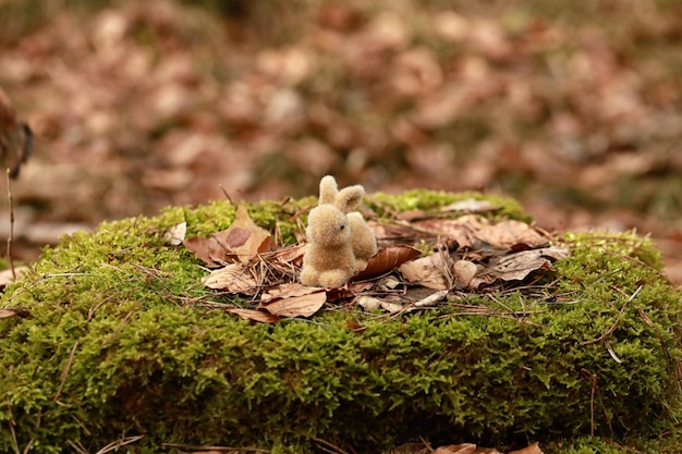 Dekorativer Hase in der Natur und an der frischen Luft