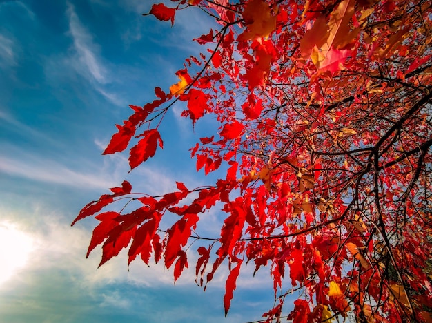 Dekorativer Klon mit roten Blättern im Herbst