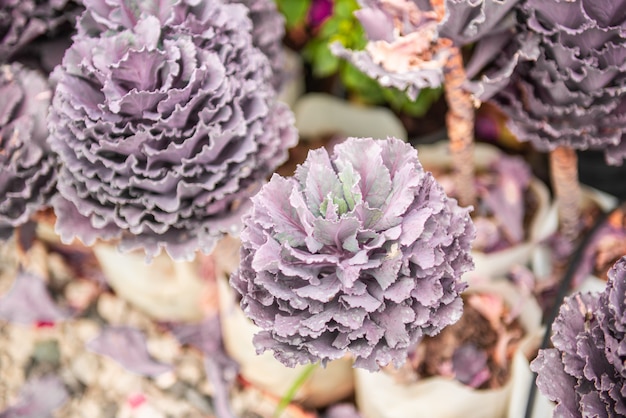 Dekorativer Kohl. Purpurroter Kohl im Garten. Gemüse für die Gesundheit.