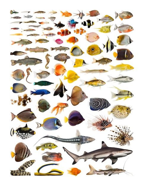 Dekorativer pädagogischer Plakatsatz vieler Fische Meerwasser und Süßwasser auf weißem Hintergrund