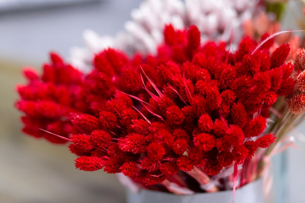 Dekorativer stacheliger Blumenstrauß. Rote Kornblume auf Weiß