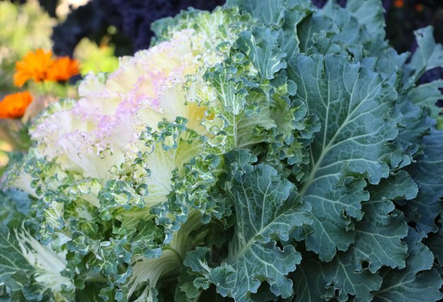 Dekorativer weißkohl mit selektivem fokus in einem botanischen garten im herbst