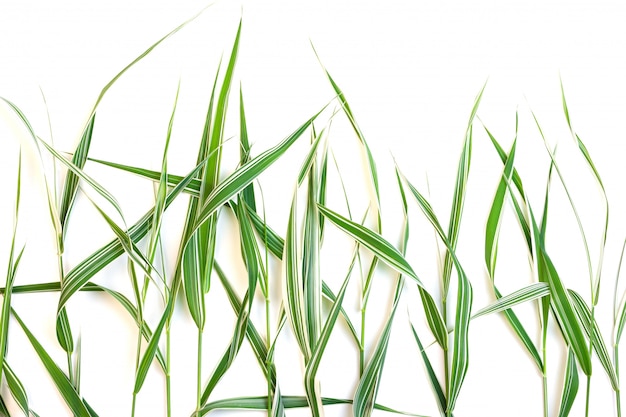 Dekoratives grünes Gras mit den weißen Streifen lokalisiert auf einem weißen Hintergrund