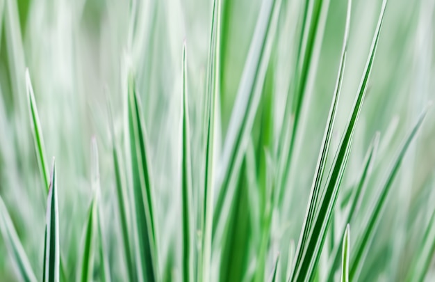 Dekoratives grünes und weißes Gras arrhenatherum elatius bulbosum variegatum natürlicher Hintergrund