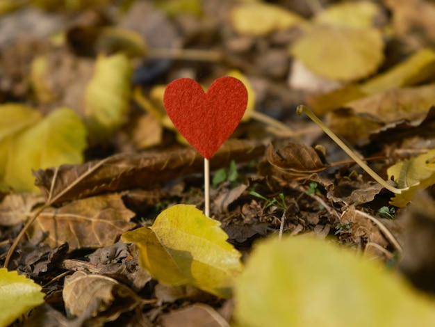 Dekoratives rotes Herz auf Herbstlaub