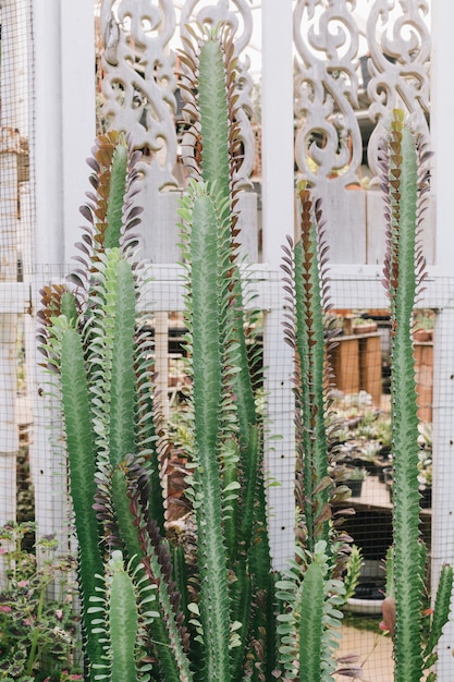 Dekorieren Sie den Garten mit Kakteen