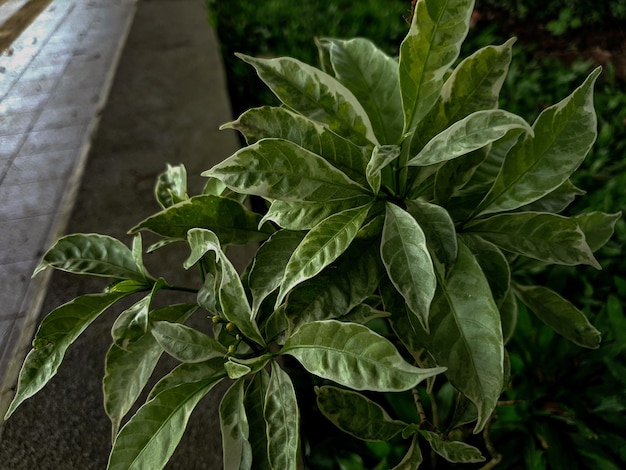 Dekoriert mit Blumenpflanze in einer Gartenhintergrundnatur