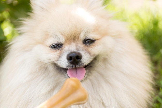 Deleites para animais cão exigente se recusa a comer osso no fundo desfocado