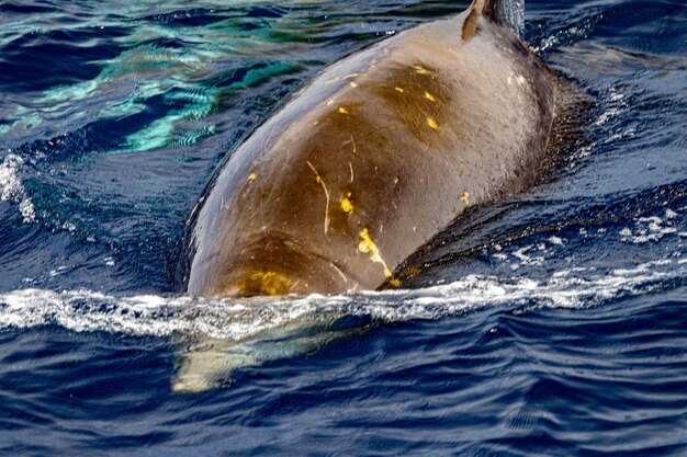 Delfín de ballena picuda de ganso de Cuvier raro Ziphius cavirostris