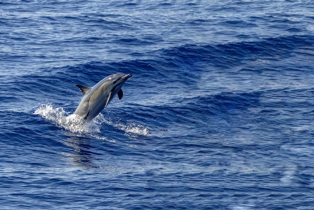 Delfín común raro en el mar Mediterráneo de Liguria