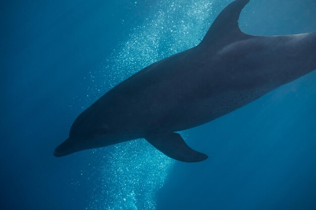delfín con muchas burbujas en agua azul con rayos de sol en vacaciones