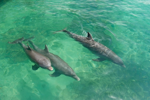 Delfín mular común (Tursiops truncatus) Isla del Rosario, Colombia