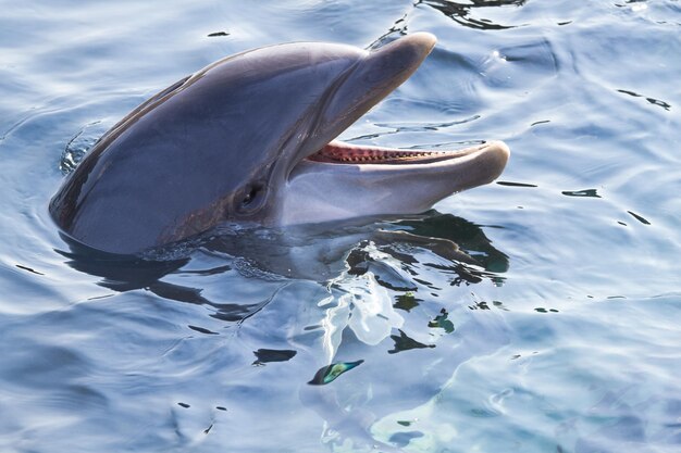 El delfín nariz de botella o Tursiops truncatus mirando hacia arriba