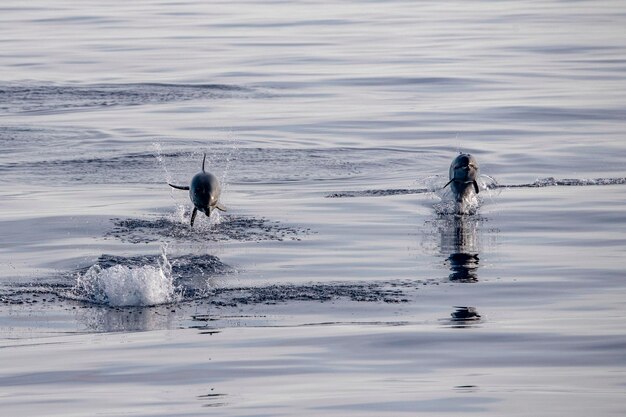 Delfín recién nacido mientras salta en el mar al atardecer