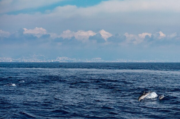 Delfín saltando en el mar azul profundo