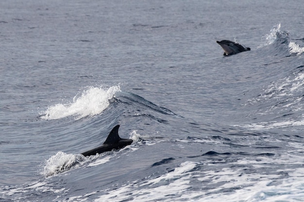 Delfín saltando en el mar azul profundo