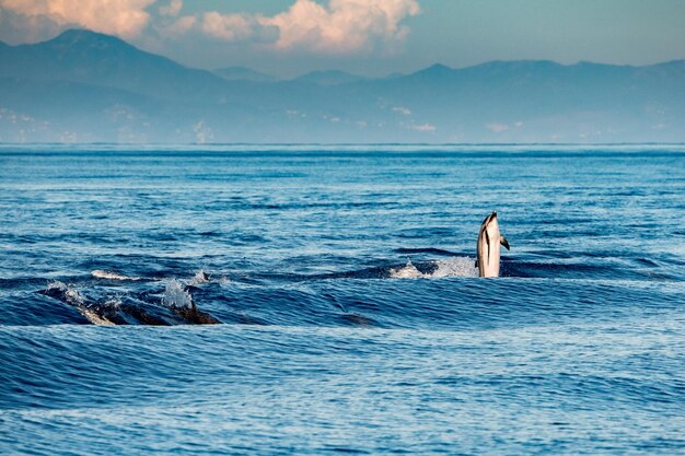 Delfín saltando en el mar azul profundo