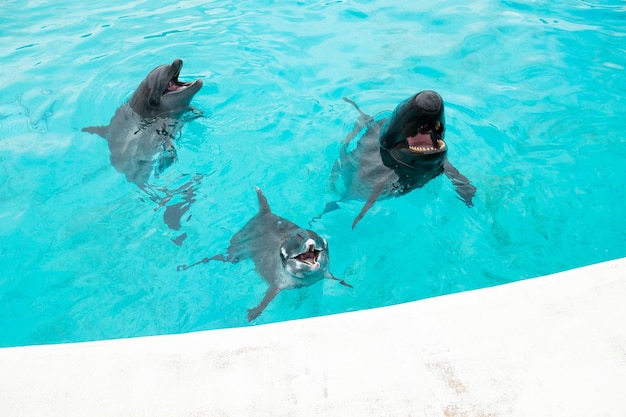 Delfin und Walhai im Wasserbehälter