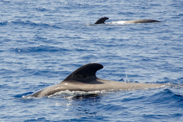 Delfine, schwimmen im Meer und jagen nach Fischen.