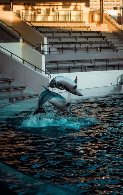 Foto los delfines en el acuario