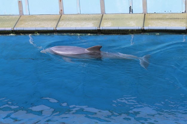 delfines en el acuario