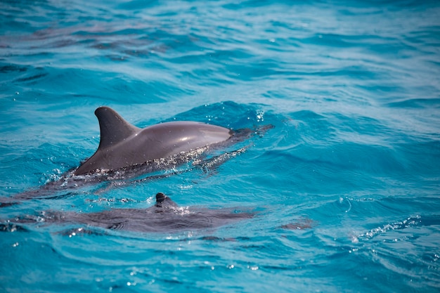 Delfines en el agua en las islas Maldivas