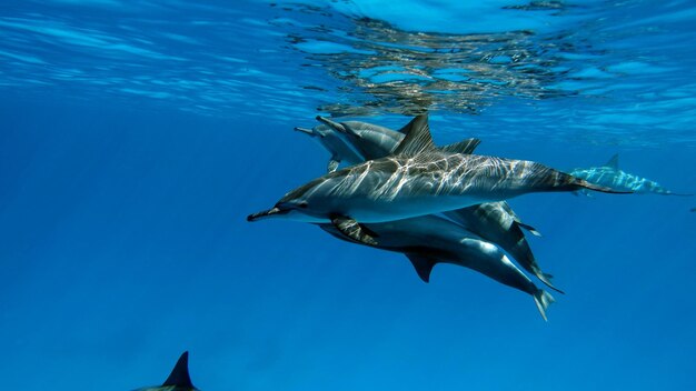 delfines Delfín girador. Stenella longirostris es un pequeño delfín.