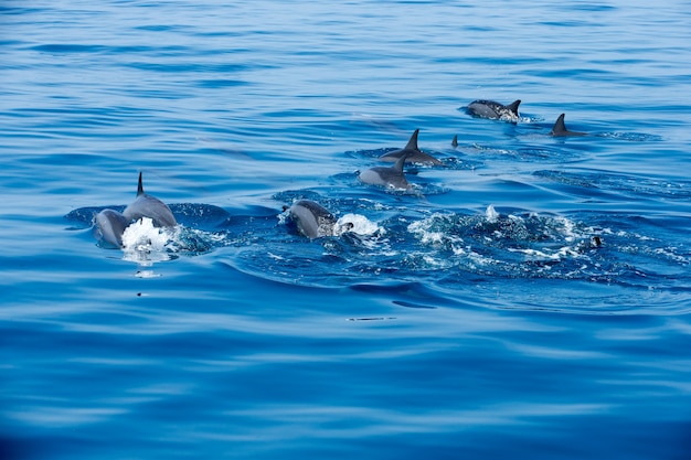 Delfines felices en el agua