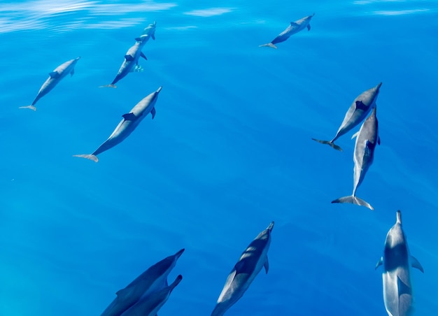 Delfines giradores frente a la costa de Kauai