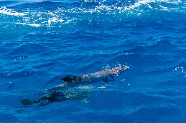 Delfines en el Mar Rojo no lejos de la ciudad de Hurghada, Egipto