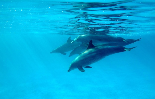 Delfines en el Mar Rojo.