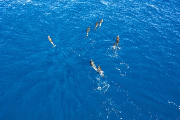 Delfines mulares en un dron aéreo del océano azul