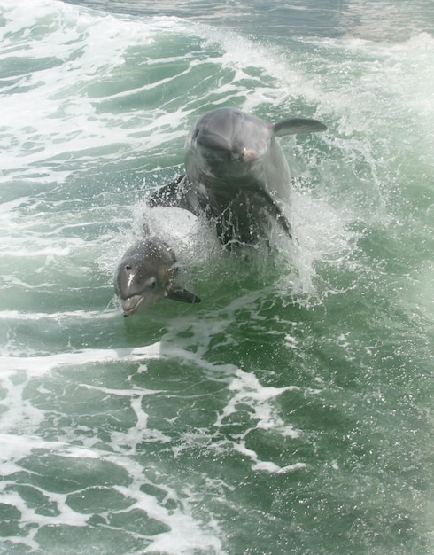 Foto los delfines nadando en el mar