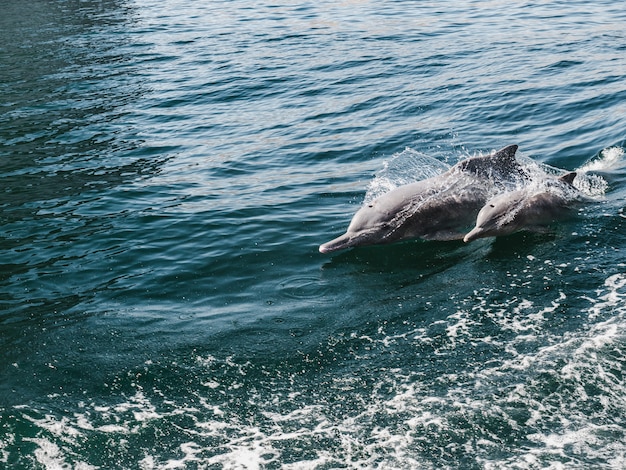 Delfines nadando en las olas del mar. Fiordos de Omán