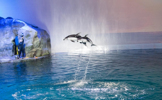 Foto los delfines saltan del agua.